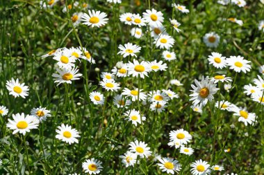 Parlak güneş ışığı altında açan papatya tarlasının yakın plan çekimi.