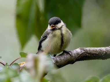 A closeup shot of a great tit bird perched on a wooden branch