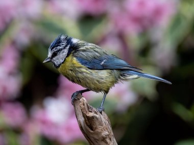 A macro shot of a Eurasian blue tit (Cyanistes caeruleus), a passerine bird perched on the wood