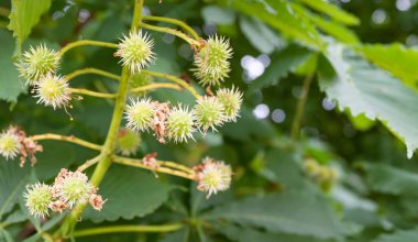 Dikenli gençlerin panoramik görüntüsü at kestanesi, Aesculus hipocastanum