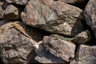 Ormandaki kayalıklardaki Madeiran duvar kertenkelelerinin yüksek açılı bir görüntüsü.
