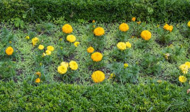 Valladolid, İspanya 'daki Campo Grande parkında üzerinde güzel sarı Tagetes Erecta çiçekleri bulunan bahçe parkı.