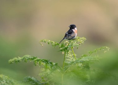 Bitki yapraklarının üzerinde duran sevimli bir Avrupa taş şapkasının (Saxicola rubicola) yakın çekimi