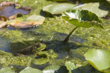 Göldeki bir nilüfer yaprağının yeşil yaprağında oturan bir kurbağanın yakın çekimi.