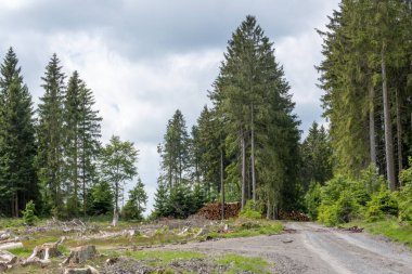 Ağaç kütükleri ve yeşil yapraklı ağaçlarla dolu bir ormanın manzarası.