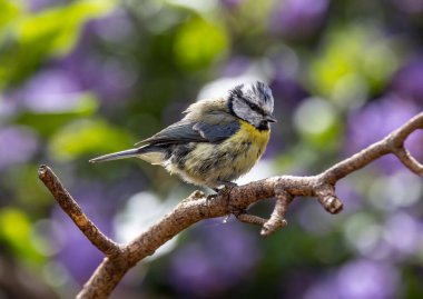 A beautiful shot of a Eurasian blue tit standing at the branch