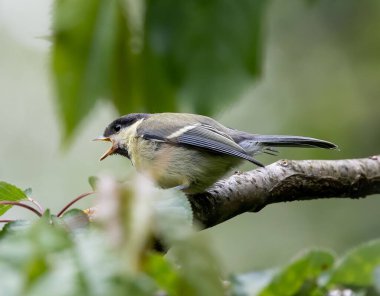 A selective focus shot of a long-tailed tit bird perched on a branch