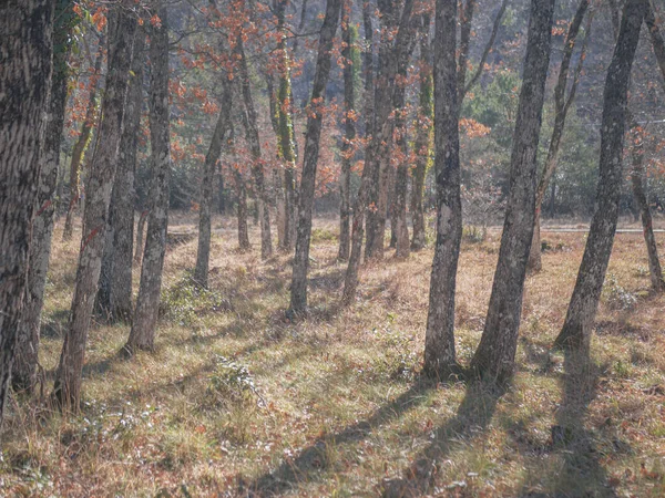Eine Flache Aufnahme Eines Schönen Waldes Einem Sonnigen Tag — Stockfoto