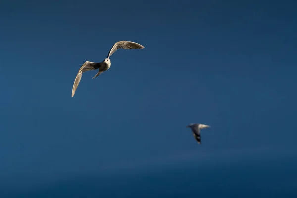蓝天背景下的白色海鸥图片 — 图库照片