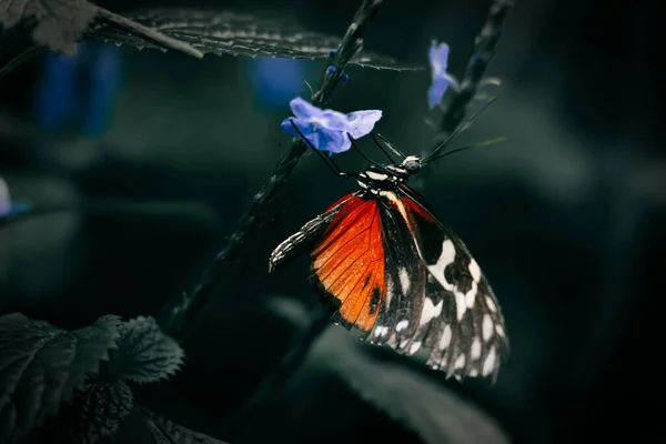 Close Uma Bela Borboleta Heliconiana Tigre Uma Flor Roxa — Fotografia de Stock