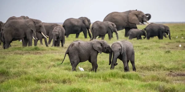 Deux Jeunes Éléphants Jouant Dans Troupeau Des Animaux Drôles Dans — Photo