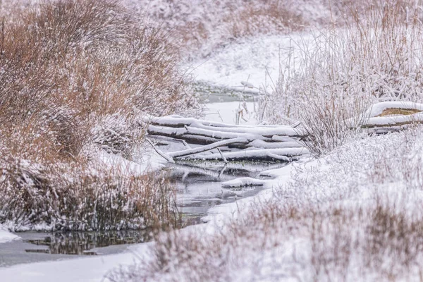 森林结冰的河流 倒下的树木和被雪覆盖的干枯的草地 是冬季的风景 — 图库照片