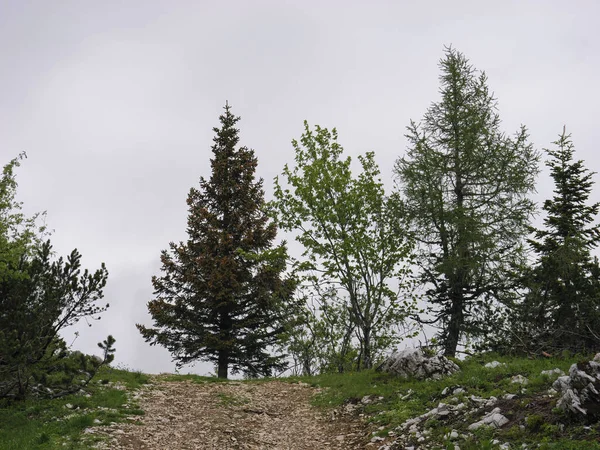 Slovenya Velika Planina Gri Bulutlu Bir Gökyüzüne Karşı Yeşil Ağaçlar — Stok fotoğraf