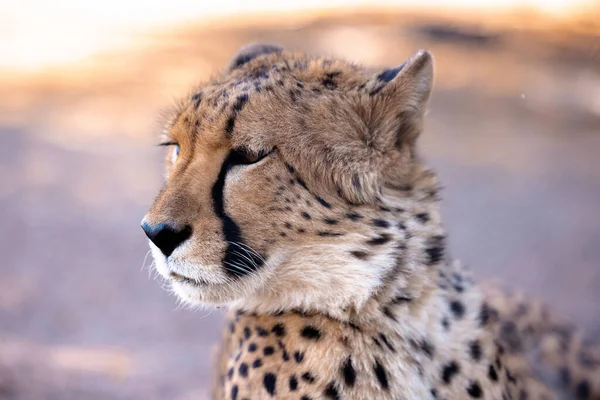 Egy Közeli Kép Egy Dél Afrikai Gepárdról Homályos Háttérrel — Stock Fotó