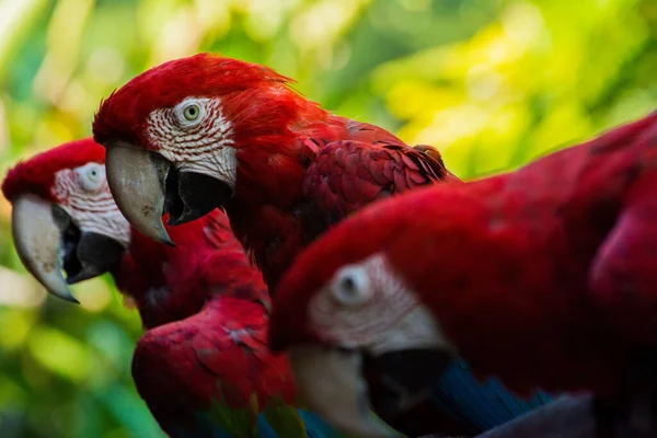 Una Hermosa Toma Tres Guacamayos — Foto de Stock