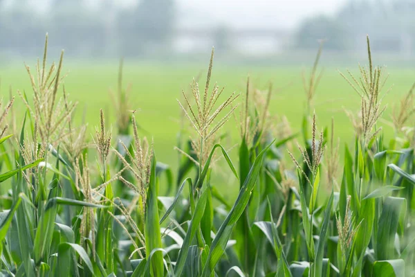 Eine Nahaufnahme Von Frischen Grünen Pflanzen Auf Einem Feld — Stockfoto