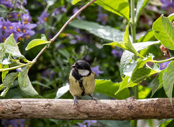 Beautiful Shot Great Tit Sitting Branch — Stockfoto