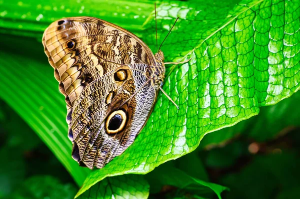 Mariposas Sobre Hermosas Plantas Mientras Permanecen Bajo Sol — Foto de Stock