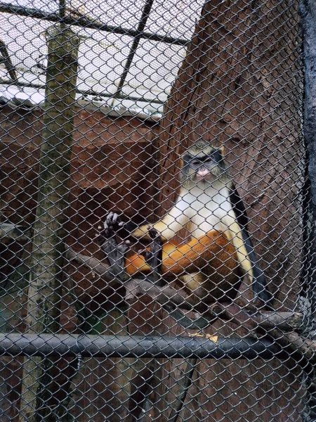 Närbild Bild Färgglada Apa Sitter Trä Och Tittar Kameran Zoo — Stockfoto