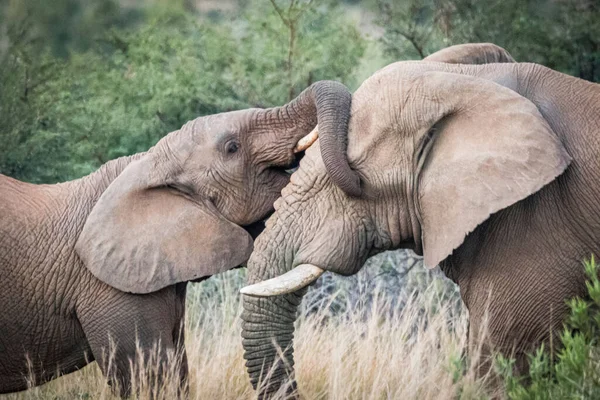 Beautiful Shot Elephants Pilansberg Nature Reserve — Stock Photo, Image