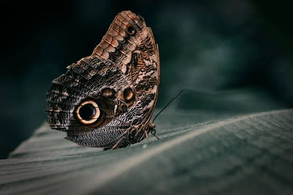 Μια Μακρο Φωτογραφία Μιας Μεγάλης Γιγάντιας Πεταλούδας Κουκουβάγιας Caligo Memnon — Φωτογραφία Αρχείου