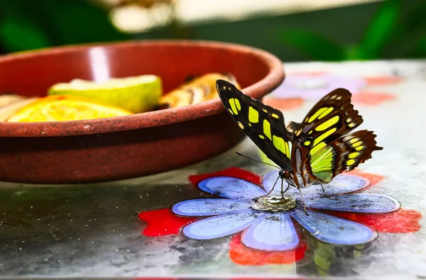 Papillons Sur Belles Plantes Tout Restant Soleil — Photo