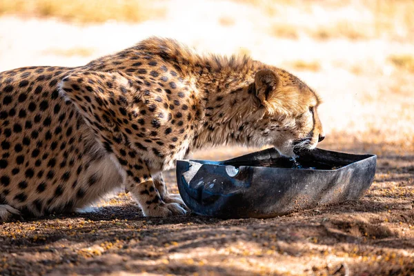 Detailní Záběr Krásné Geparda Pitné Vody Namibii — Stock fotografie
