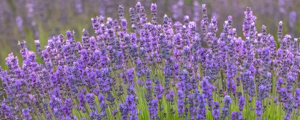 普罗旺斯的薰衣草田春天的风景五彩斑斓 — 图库照片