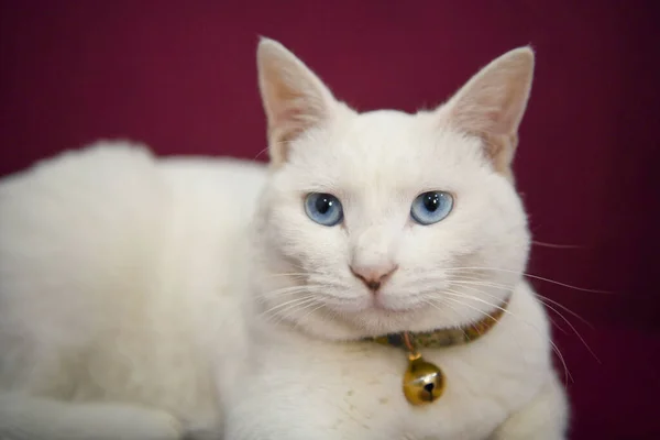 カメラを見てかわいい白い猫のクローズアップ — ストック写真