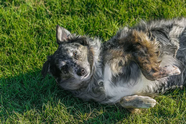 Closeup Shot Australian Shepherd Laying Its Back Grass — Stock Photo, Image