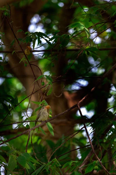 Вертикальний Знімок Птаха Тримає Ягідку Дзьобі Сидить Гілці Дерева — стокове фото