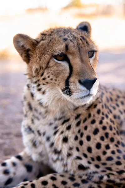 Vertikal Bild Vacker Gepard Namibia — Stockfoto