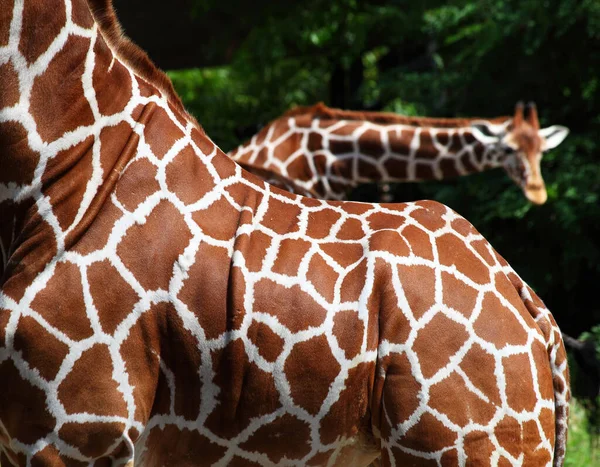 Una Messa Fuoco Selettiva Della Parte Posteriore Una Giraffa Con — Foto Stock