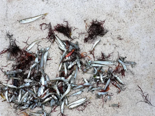 Top View Dead Tiny Fish Shore — Stock Photo, Image