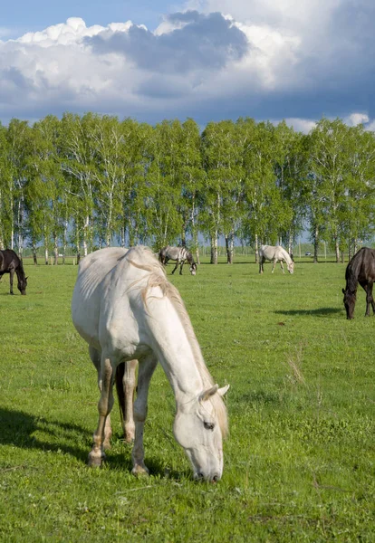 Summer Landscape Horses Grazing Green Meadow — Stock Photo, Image