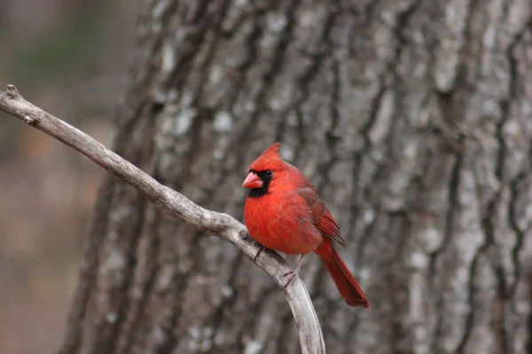 Gros Plan Cardinal Rouge Perché Sur Une Branche Arbre — Photo
