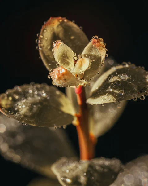 Вертикальний Знімок Красивої Квітки Чорному Тлі — стокове фото