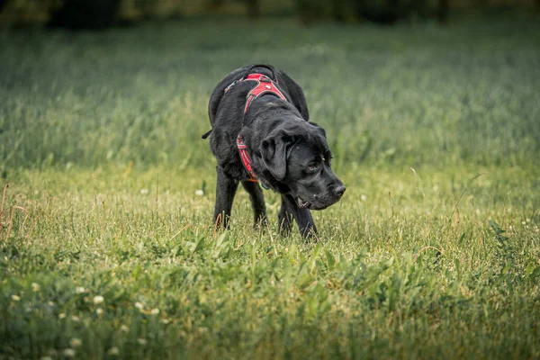Płytkie Skupienie Czarnego Psa Myśliwskiego Labrador Retriever Stojącego Trawie — Zdjęcie stockowe