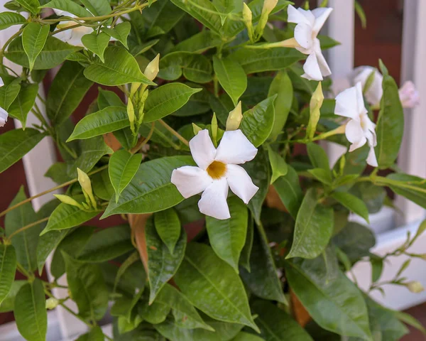 Primer Plano Jazmín Brasileño Blanco Mandevilla Sanderi Jardín — Foto de Stock