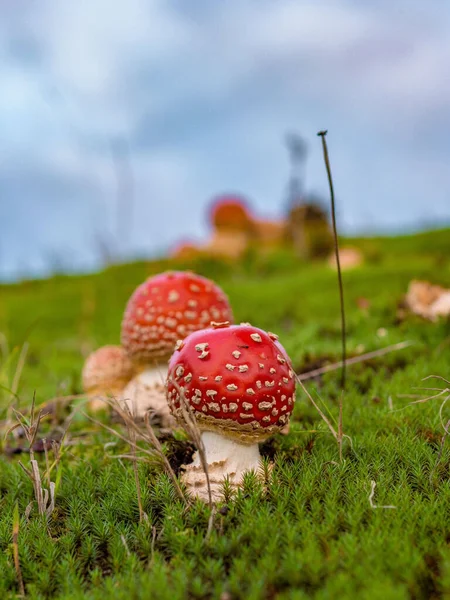 Two Young Fly Agaric Mushrooms Dawn — Stock Photo, Image