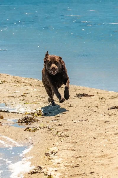 Egy Csokoládé Labrador Fut Parton — Stock Fotó