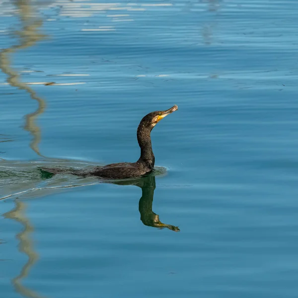 Grand Cormoran Mangeant Poisson Dans Mer — Photo