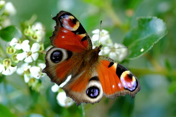 Eine Nahaufnahme Eines Entzückenden Pfauenfalters Auf Weißen Blumen — Stockfoto