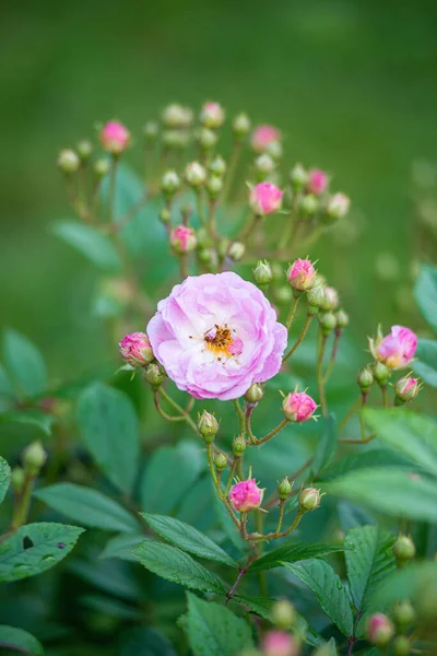 Μια Επιλεκτική Εστίαση Ενός Ουράνιου Ροζ Τριαντάφυλλου Ένα Πάρκο — Φωτογραφία Αρχείου