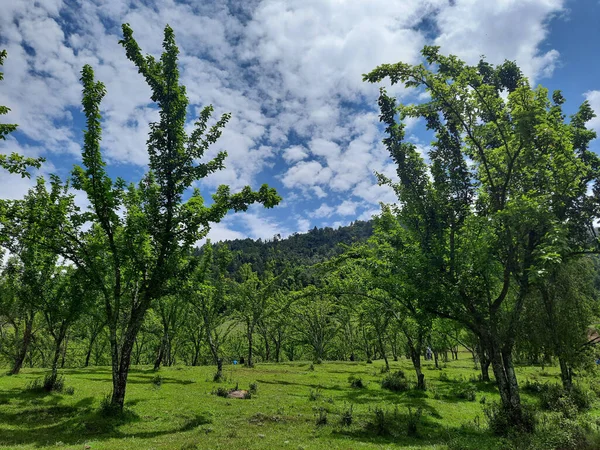 Bulutlu gökyüzüne karşı yemyeşil tepeler ve yemyeşil ağaçlarla dolu güzel bir tarla