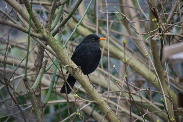 Prise Vue Merle Mâle Commun Perché Sur Une Branche Printemps — Photo