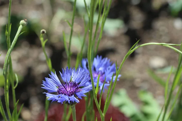 Een Selectieve Focus Shot Van Een Blauwe Korenbloem Planten Met — Stockfoto