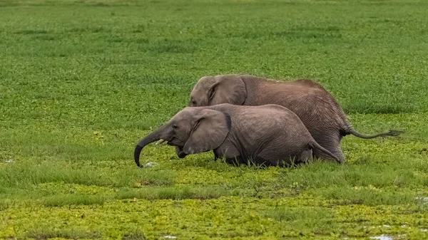 Troupeau Éléphants Buvant Dans Les Marécages Afrique Dans Parc Amboseli — Photo