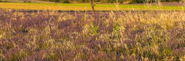 Champ Lavande Provence Paysage Coloré Printemps — Photo