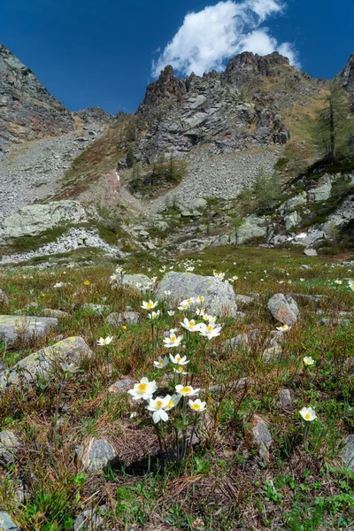 Eine Vertikale Aufnahme Schöner Alpenanemonenblüten Auf Einem Feld — Stockfoto